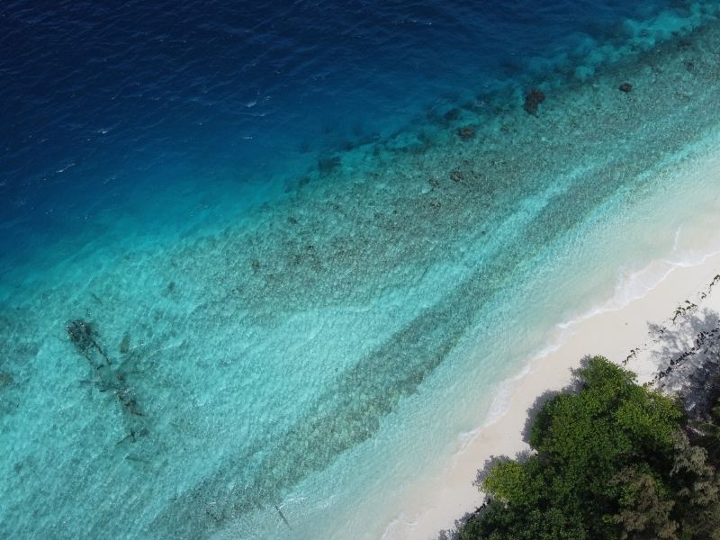 <p>Viaggio alle Maldive - Squalo balena</p>